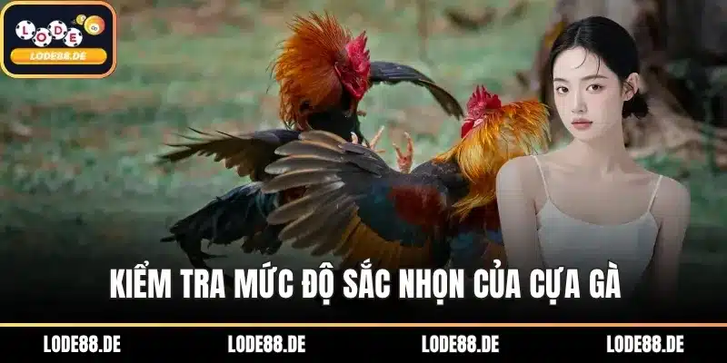 Kiểm tra mức độ sắc nhọn của cựa gà